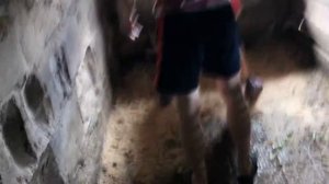 Прикол со свиньей. Держи его за ухо