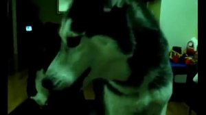 Мега смешное видео #13 Говорящие животные