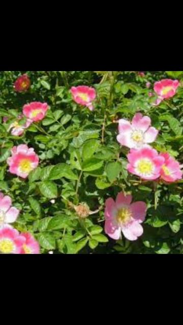 Как приготовить утренний зимний чай. смотреть онлайн