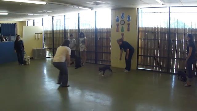 Recall STAR Puppy смотреть онлайн