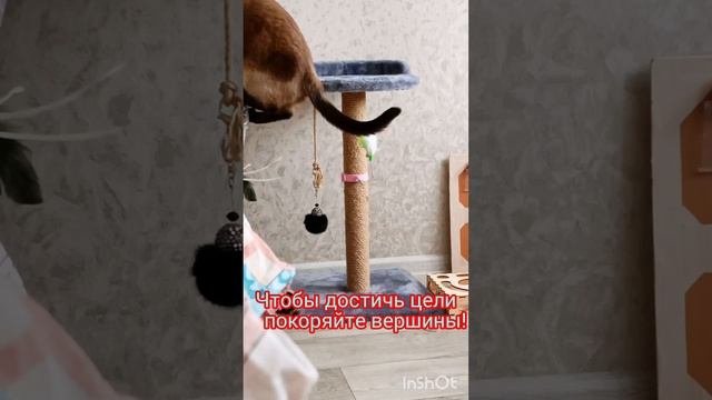 #смешныекоты , #кошкаЛадушка #прикольные котики #тайская кошка #котики #кошки