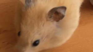 ХОМЯК РАЗГОВАРИВАЕТ !!!😲