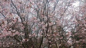 ПАРК С  САКУРОЙ 2025 г