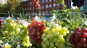 5 я клубная выставка винограда в Аптекарском огороде 7 сентября 2019 года