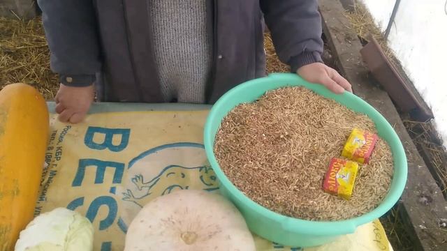 Куры не несутся!? Как мы справились с этой проблемой, рассказываем о своем опыте