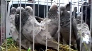 4 ноября.г.Мариуполь.Ярмарка-выставка голубей.