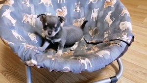 Чихуахуа мальчик