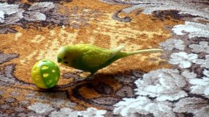 Как  и где путешествует попугай Тоша//Смешной и веселый попугай//Птицы