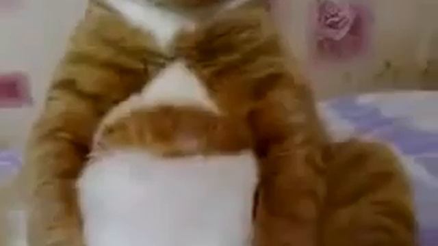 Смотреть видео Смешные кошки иногда внимательно смотрят мультики смотреть онлайн