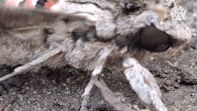 Краснокнижная бабочка. Мне вдвойне приятно что это Беково. Вьюнковый бражник смотреть онлайн