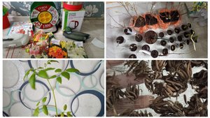 Получили саженцы, луковечные. Важные покупки и проращивание лютиков