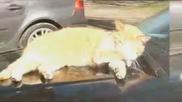 Имена котиков которых я знаю смотреть онлайн