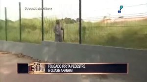 Португальские приколы. Большой голубь.