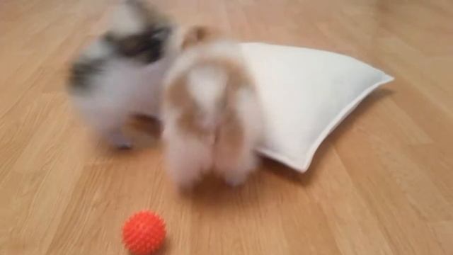 Шпицули смотреть онлайн