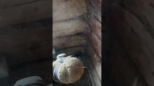 30.04.2025 Ремонтирую заброшенный дом на хуторе своими руками