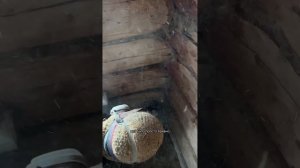 30.04.2025 Ремонтирую заброшенный дом на хуторе своими руками