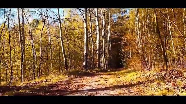 Прогулка по осеннему парку. Безмятежность леса. Пение птиц. Релакс.