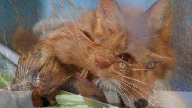 Зверята-1 (видео для детей и весёлых взрослых) смотреть онлайн