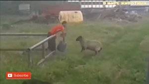 Бараны нападают; Rams attack