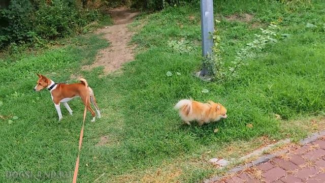 Любимый парк в дождинках и много пышной травки. Лео  Фокс