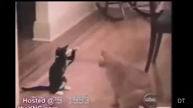 Смешное видео про кошек