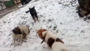 собаки барабаки