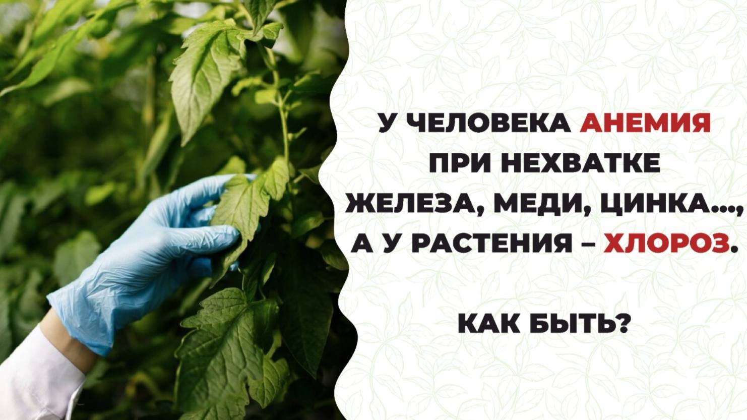Жалкие, бледные листья у растений?! Помогите, внесите экоудобрение!