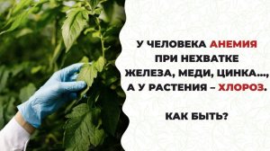 Жалкие, бледные листья у растений?! Помогите, внесите экоудобрение!