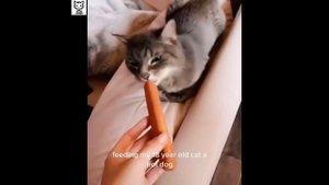 Смешные Котики - Попробуй Не Засмеяться - Котей Котеич