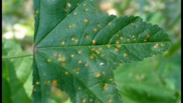 Malva sylvestris смотреть онлайн
