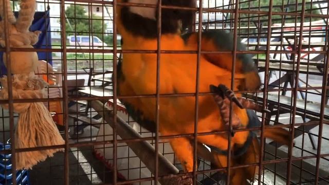 Особый попугай by BobroTV смотреть онлайн