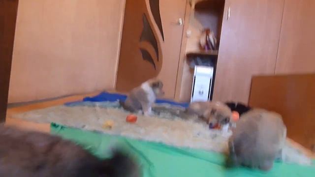 Дети Мэкса от Фреши в Коврове 4 смотреть онлайн