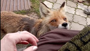 (1004) Лиса приходит в гости. Апрель 2025