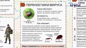 Мединформ. Если вас укусил клещ