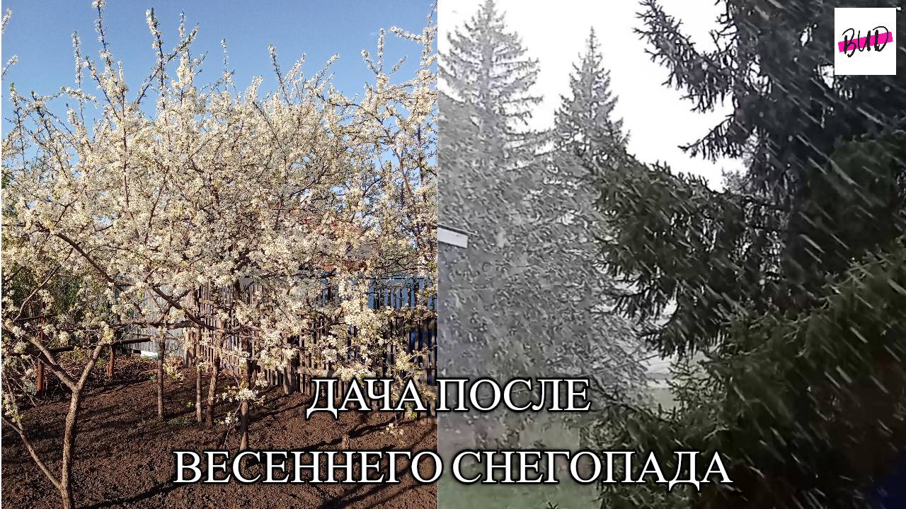 ОБЗОР МОИХ РАСТЕНИЙ НА ДАЧЕ ПОСЛЕ ВЕСЕННЕГО СНЕГОПАДА.