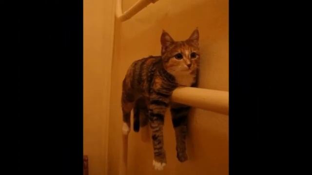 Петренев - Очень прикольные фотографии смотреть онлайн