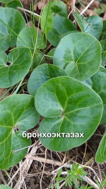 очиститель головы