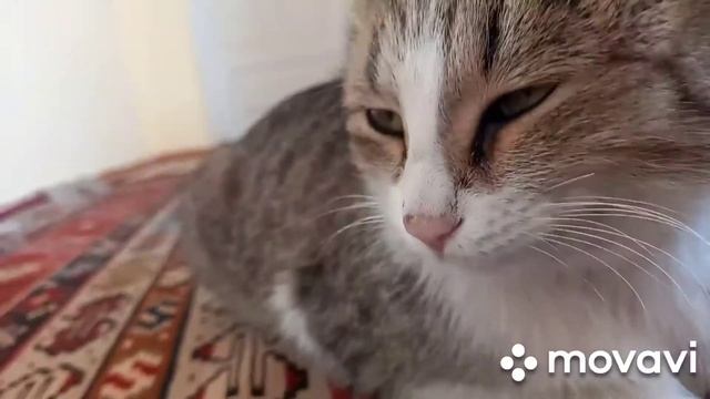 Видео про нашу кошку,приколы