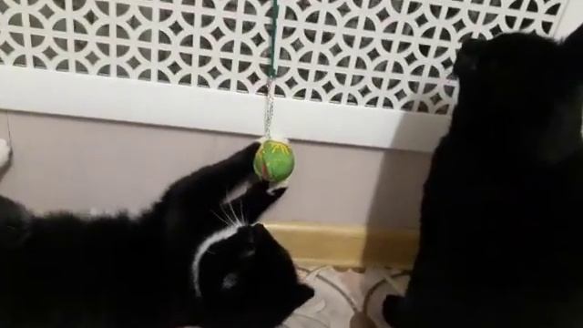 Соблюдай очередь . #приколскотом, #смешныекоты2020, #кошки, #котята, #прикол, #сидим_дома смотреть онлайн