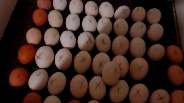 Как правильно инкубировать утиные яйца. Разбираем все нюансы инкубации.