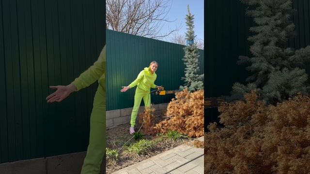Убрать засохшую тую с участка? Легко))
