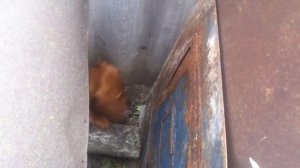 Прикольно кот бьет щенка по морде