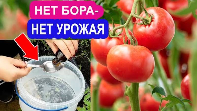 Борная Кислота для Томатов/ Супер Средство для Увеличения Завязей Томатов! Подкормка Помидор Бором