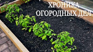 Дела огородные. Первые высадки в теплицу.