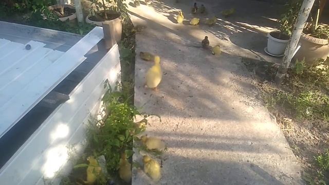 гусята водят кучу утят смотреть онлайн