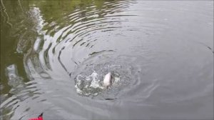 С приманками нужно экспериментировать. Клёвое место, Лосиный остров, спорт-зона.