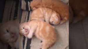 Приколы с Котами - Смешные коты и кошки 2018 | Подборка видео с милыми котиками