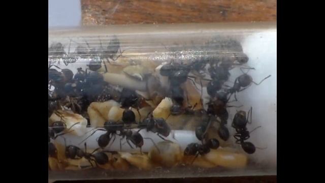 Colonia messor ¡EXPRES!, en 3 semanas, muy fácil. Mirmecologia. Messor capitatus. Canal El yeti смотреть онлайн