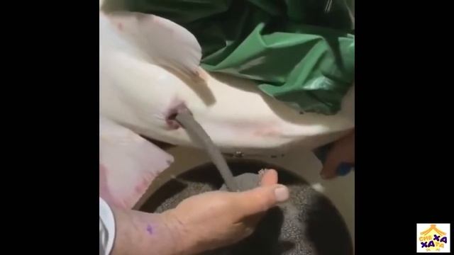 Подборка приколов эХО ХА ХА выпуск #4 смотреть онлайн