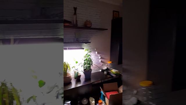 Фитолампа для растений Stimfito смотреть онлайн